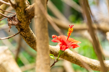 Hibiscus rosa-sinensis pertenece a la familia Malvaceae. © CarlosHerreros