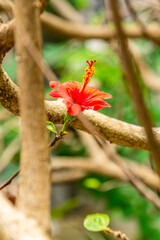Hibiscus rosa-sinensis pertenece a la familia Malvaceae. © CarlosHerreros