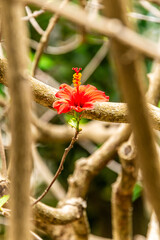 Hibiscus rosa-sinensis pertenece a la familia Malvaceae. © CarlosHerreros