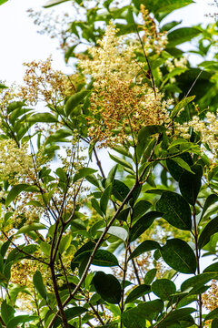 Flora en un parque p&uacute;blico de Gran Canaria.