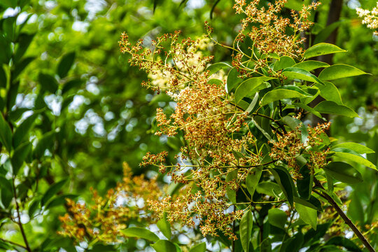 Flora en un parque p&uacute;blico de Gran Canaria.