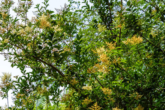 Flora en un parque p&uacute;blico de Gran Canaria.