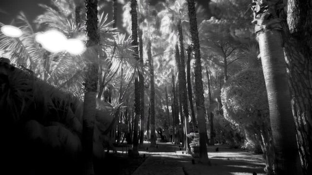 An infrared timelapse shows sunbeams and shadows shifting across a stone path lined with tall palm trees and tropical foliage