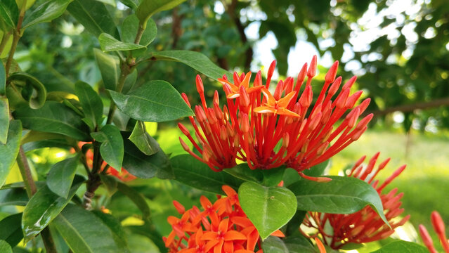 Bright red bougainvillea flowers in vibrant bloom against lush green foliage in outdoor garden setting