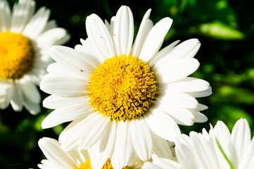 Fototapeta premium white daisy flower