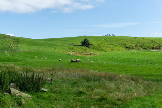 Sheep grazing on green hills in rural Fj&oslash;l&oslash;y Rogaland