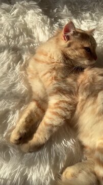 The ginger cat is lying on a white fluffy blanket in the warm rays of the sun.
