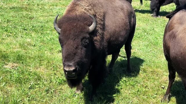 Close up of an American Bison chewing grass, outdoors, day time in summer 