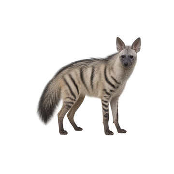 Aardwolf