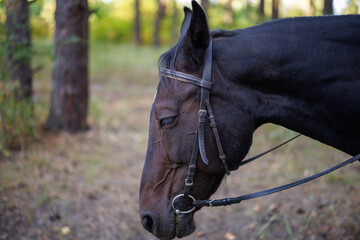 Close-up of a dark horse head in a leather bridle outdoors © WoodHunt