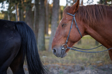 Side view of brown horse head with bridle next to black horse tail in forest © WoodHunt