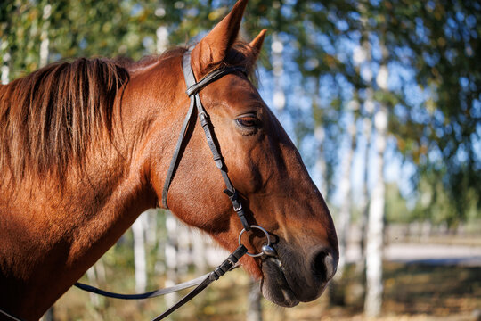 Profile portrait of brown horse in bridle with trees on background in sunlight
