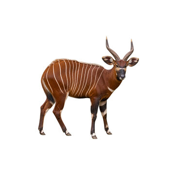Bongo Antelope