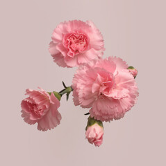 Obraz premium Cream beige pink carnation Flower bud bouquet. Natural art neutral gray background. Top view.