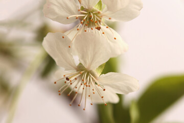 Smoke close-up selective soft focus cream white blooming cherry Flower branch. Natural abstract light blur beige neutral macro background. © Liliia