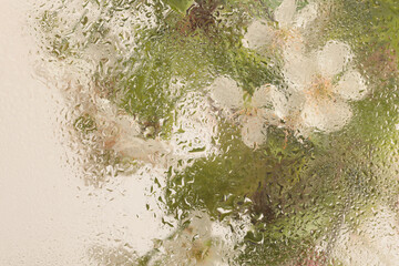 Obraz premium Soft focus green, beige pink Leaf foliage and spring Flower bouquet through glass with wet water drops. Abstract natural blur background.