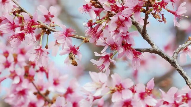 Bee pollinating pink flowers on tree