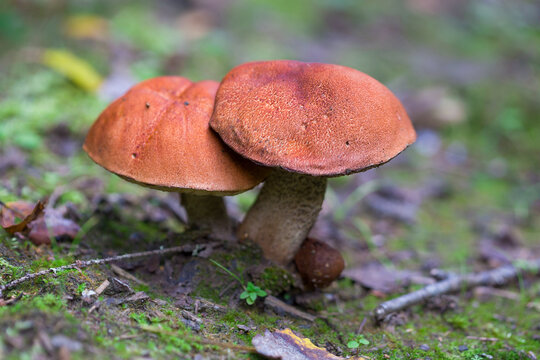 Edible mushrooms grow in the wild.