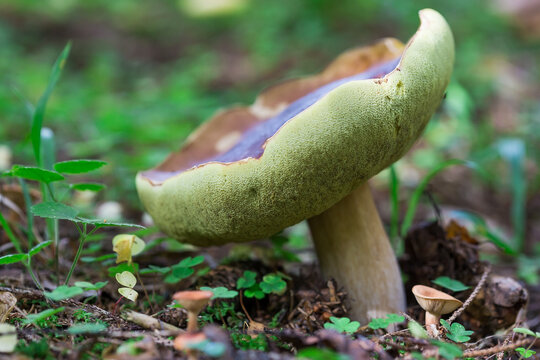 Edible mushrooms grow in the wild.