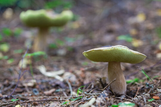 Edible mushrooms grow in the wild.