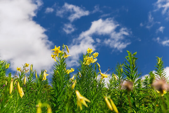 Yellow lilies growing in the mountains of the North Caucasus.