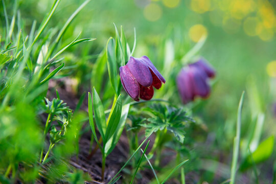 Wild tulips growing in the mountains