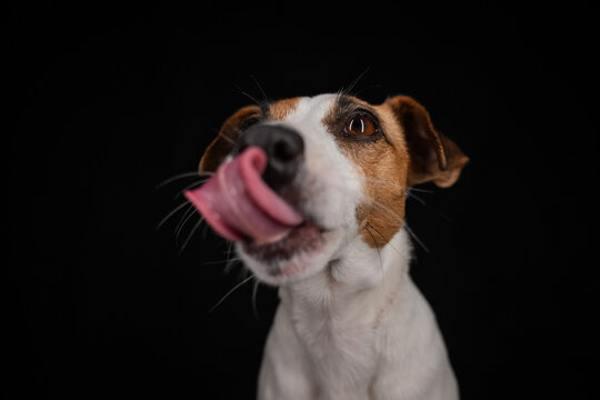 Close-up portrait of a Jack Russell Terrier licking its nose on a black background. 