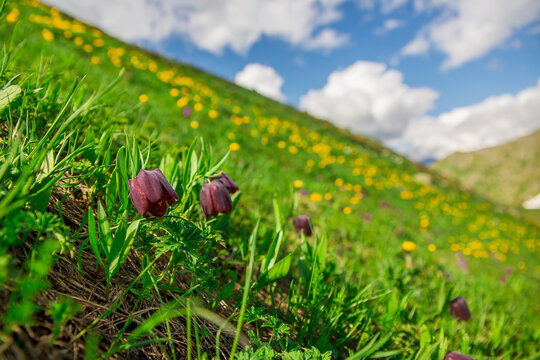 Wild tulips growing in the mountains