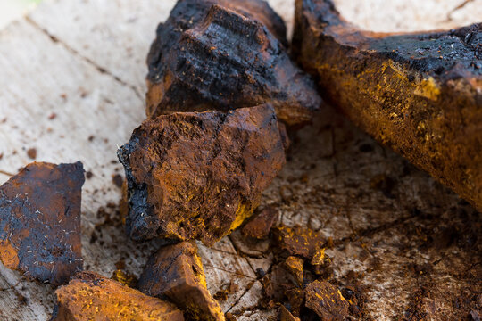 Chaga tea fungus, cut into small pieces.