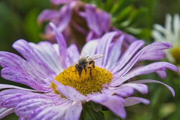 Honeybee collecting nectar from a vibrant purple aster flower in summer © Діма Осташук