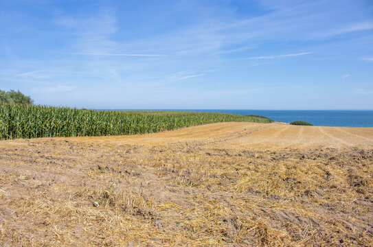 Feld an der Ostsee in Boltenhagen