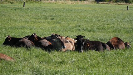 herd of cattle resting together in a green meadow © Flowal93