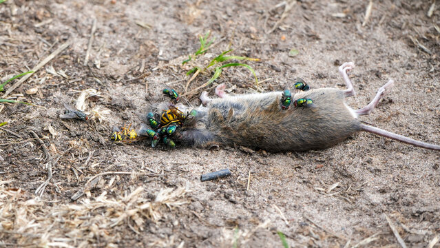 dead rat covered with flies on dry ground