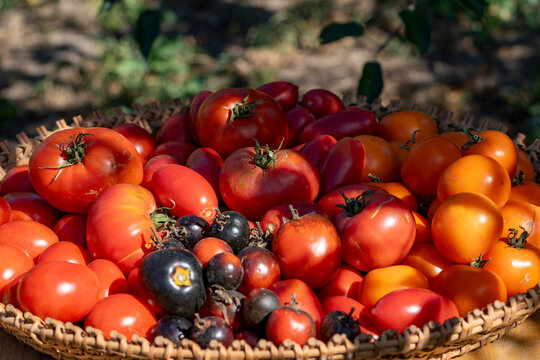 Fresh harvest of red orange and black tomatoes in wicker basket. Closeup of assorted organic homegrown tomatoes in woven tray under bright sunlight autumn harvest farming and healthy food concept