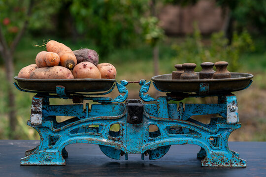 Fresh harvested root vegetables on vintage balance scale. Raw organic potato, carrot and beetroot being weighed on old rusty blue mechanical kitchen scale with weights outdoors in summer garden