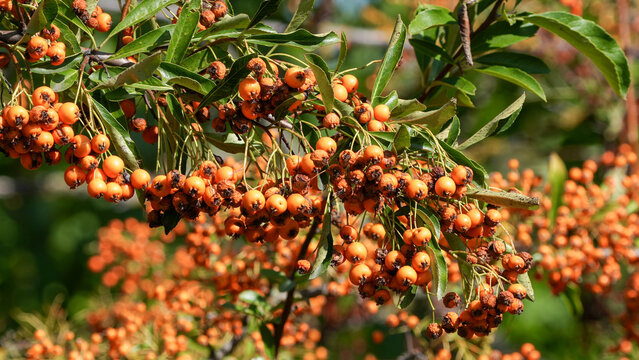 dense clusters of orange firethorn berries on a shrub