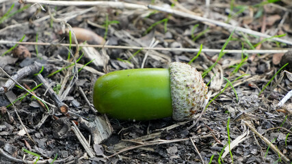 fresh green acorn lying on dry forest ground © Flowal93