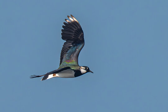 Northern Lapwing (Vanellus vanellus) in Flight