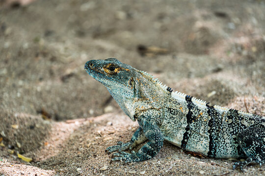 Closeup of an iguana on the sand of Playa Conchal in Guanacaste (Costa Rica).