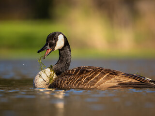 Canada goose swimming in water eating plant © Gabe