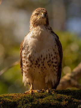 Immature red-tailed hawk perched on mossy limb