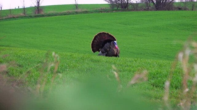 A wild tom turkey walks and struts with a full fan display over a ridge in a vibrant green winter wheat field, filmed from a hunting blind during early spring mating season.
