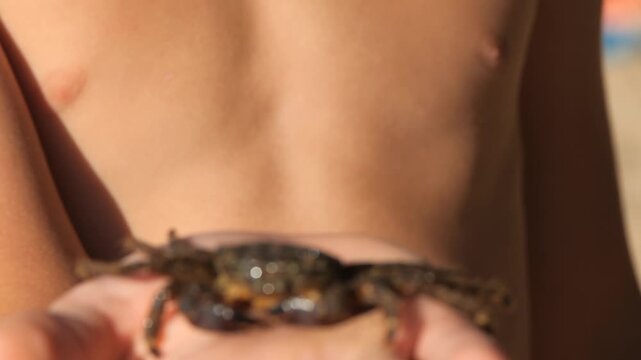 Black Sea crab. Arthropods in the hands of a child moves its whiskers and claws.