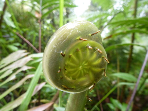 Giant fern crozier covered in thick protective mucilage unfurling in the cloud forest, Bosque Nublado Santa Lucia, Ecuador