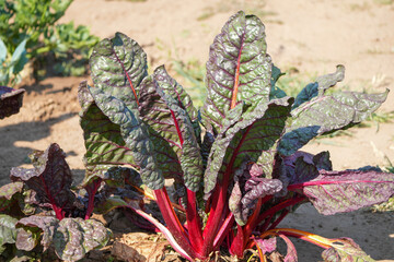 Fototapeta premium red swiss chard growing in a sunny vegetable garden