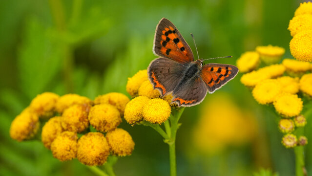 small copper butterfly resting on yellow tansy flowers