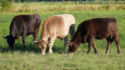 three cows grazing side by side in a green meadow © Flowal93