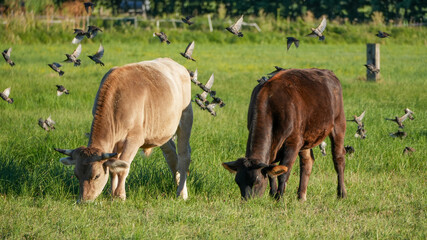 two cows grazing in a sunny green pasture © Flowal93