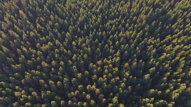 Overhead aerial view of dense conifer treetops with dappled sunlight creating warm highlights and darker shadowed areas, showing calm, expansive evergreen woodland canopy