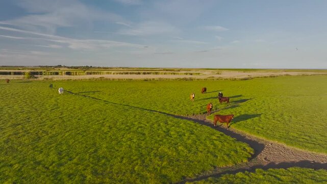 Bulls and Cows on Marshes over Rye Bay from a drone, Rye, East Sussex, England